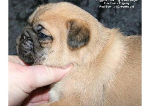 2 Puggle puppies looking for new home