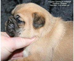 puggles for sale near me