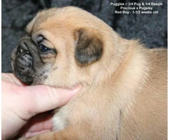 2 Puggle puppies looking for new home