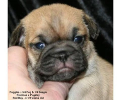 2 Puggle puppies looking for new home - 4
