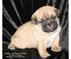2 Puggle puppies looking for new home - 5
