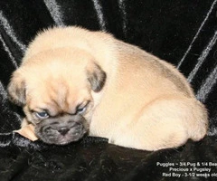 2 Puggle puppies looking for new home - 6