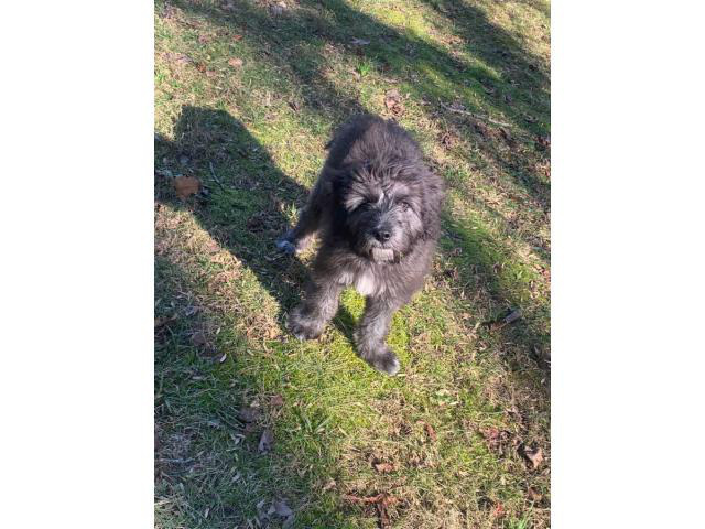One male Irish Wolfhound Puppy for rehoming in Charlotte ...