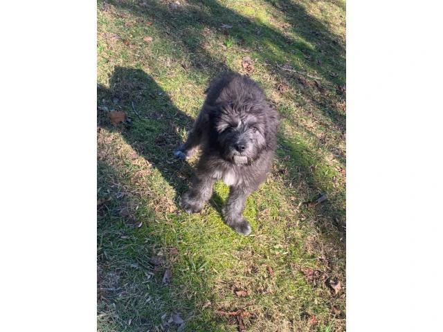 One male Irish Wolfhound Puppy for rehoming