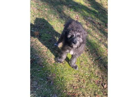 One male Irish Wolfhound Puppy for rehoming