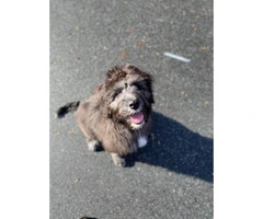 One male Irish Wolfhound Puppy for rehoming - 2