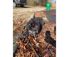 One male Irish Wolfhound Puppy for rehoming in Charlotte, North Carolina - Puppies for Sale Near Me