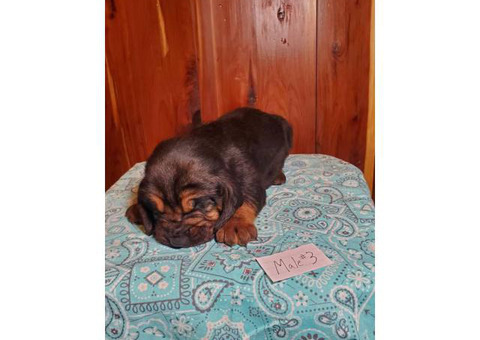 5 Full Blooded AKC Bloodhound puppies available