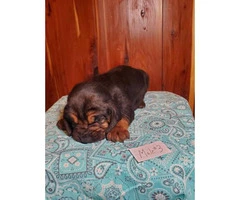 5 Full Blooded AKC Bloodhound puppies available