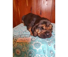 5 Full Blooded AKC Bloodhound puppies available - 2
