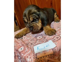 5 Full Blooded AKC Bloodhound puppies available - 4