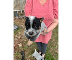 4 blue heeler puppies ready to find their forever home