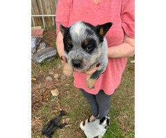 4 blue heeler puppies ready to find their forever home - 2