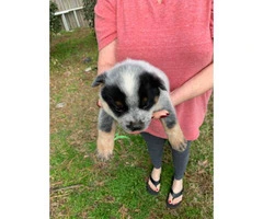 4 blue heeler puppies ready to find their forever home - 3