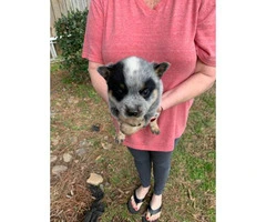 4 blue heeler puppies ready to find their forever home - 4