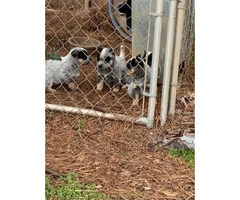4 blue heeler puppies ready to find their forever home - 5