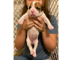 Registered American Bulldog puppies available