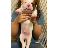 Registered American Bulldog puppies available - 2