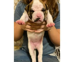 Registered American Bulldog puppies available - 3