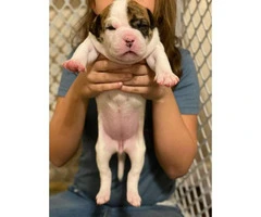 Registered American Bulldog puppies available - 4