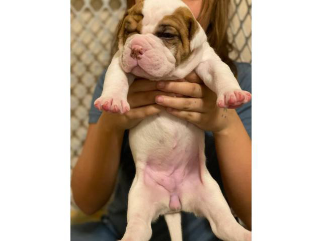 Registered American Bulldog puppies available in Ocala ...