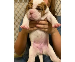 Registered American Bulldog puppies available - 6