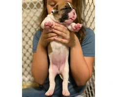 Registered American Bulldog puppies available - 7