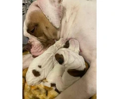 Registered American Bulldog puppies available - 10