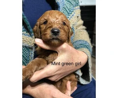 Standard Goldendoodle puppies for adoption