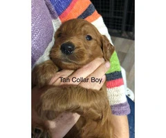 Standard Goldendoodle puppies for adoption - 2