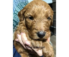 Standard Goldendoodle puppies for adoption - 3