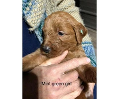 Standard Goldendoodle puppies for adoption - 5