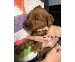 Standard Goldendoodle puppies for adoption - 6