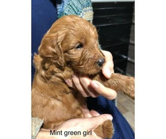 Standard Goldendoodle puppies for adoption - 7