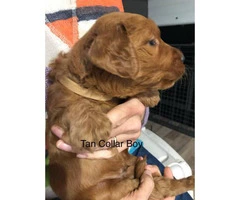 Standard Goldendoodle puppies for adoption - 8