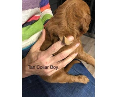 Standard Goldendoodle puppies for adoption - 9