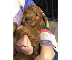 Standard Goldendoodle puppies for adoption - 10
