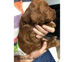 Standard Goldendoodle puppies for adoption - 11