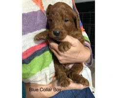 Standard Goldendoodle puppies for adoption - 12