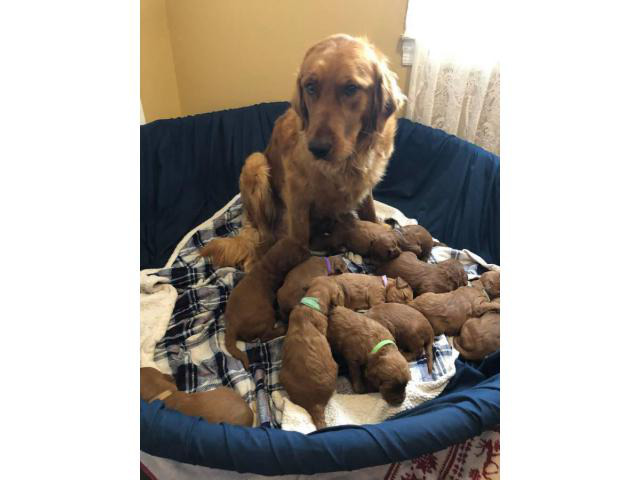 Standard Goldendoodle puppies for adoption in Montgomery, Alabama - Puppies for Sale Near Me