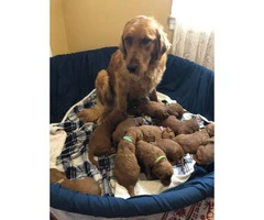 Standard Goldendoodle puppies for adoption - 15