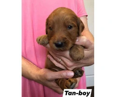 Standard Goldendoodle puppies for adoption - 16
