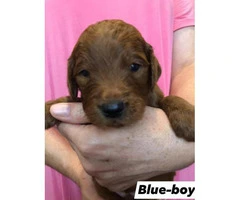 Standard Goldendoodle puppies for adoption - 17