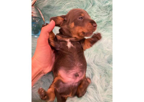 Stunning remarkable blue tan soft coat boy mini Dachshund puppy