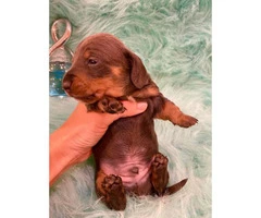 Stunning remarkable blue tan soft coat boy mini Dachshund puppy - 2