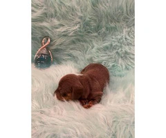 Stunning remarkable blue tan soft coat boy mini Dachshund puppy - 3