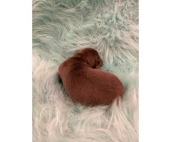 Stunning remarkable blue tan soft coat boy mini Dachshund puppy - 4