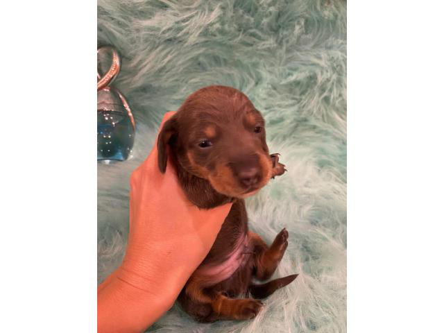 Stunning remarkable blue tan soft coat boy mini Dachshund ...