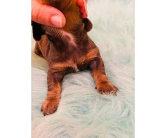 Stunning remarkable blue tan soft coat boy mini Dachshund puppy - 8