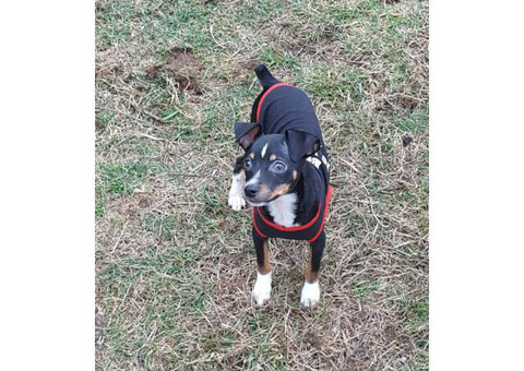 Registered  Miniature Pinscher puppy